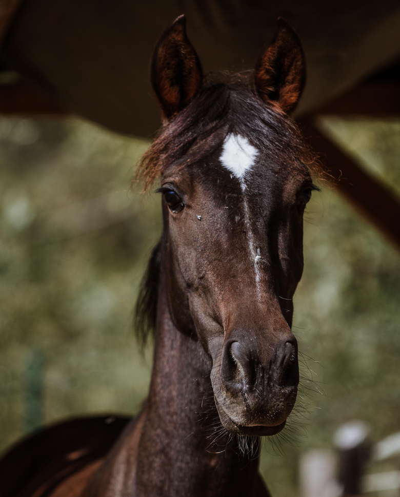 ASD-Il-Nitrito-cavallo_Marilu